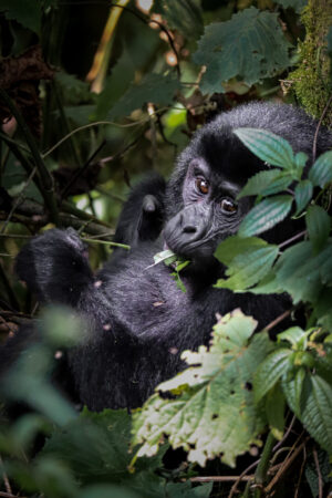 GorillaBaby im Bwindi Impenetrable Forest Uganda